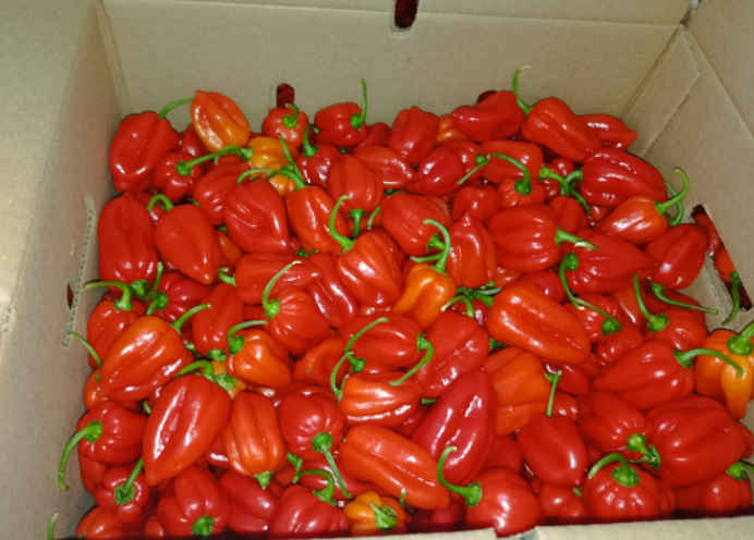 Habanero Export