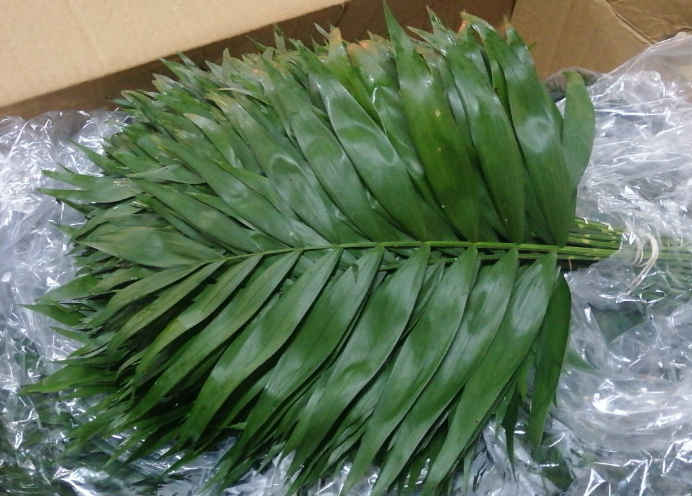 Exportación de follaje